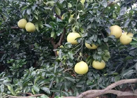 不开花|柚子树为什么不开花