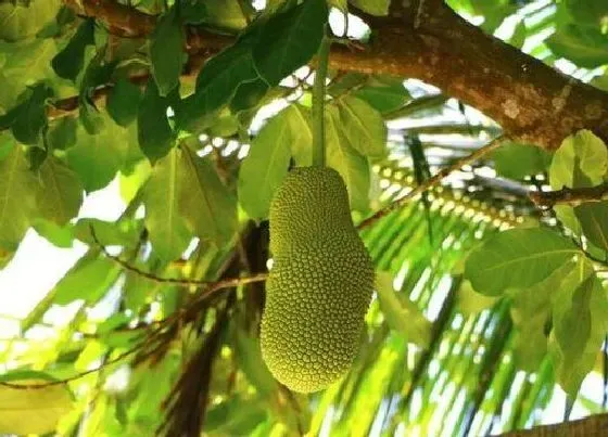 植物百科|菠萝蜜开花吗 几月份开花几月份结果