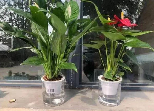 养殖方法|一帆风顺花可以水养吗