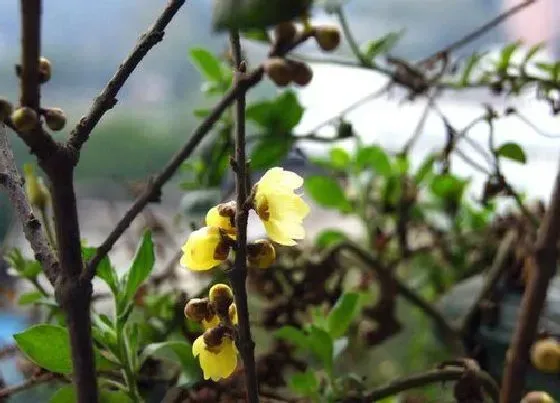 植物毒性|腊梅花有毒吗 可以放在室内养吗