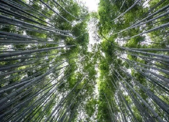 植物百科|毛竹是树吗 长什么样子（图片）