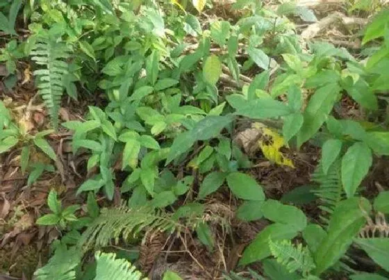 植物百科|三叶青生长在什么地方