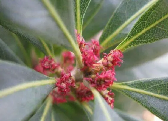 植物百科|杨梅开花吗 几月开花几月结果