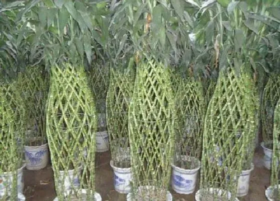 植物百科|富贵竹的繁殖方法