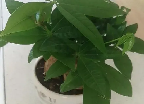 植物种类|大型阔叶盆栽有哪些 阔叶盆景植物品种