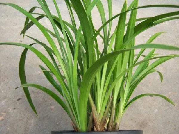植物浇水|建兰浇水时间、正确方法及注意事项