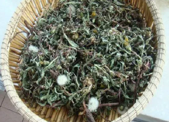 花卉趣闻|蒲公英属于花还是草类 属于草本植物