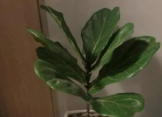 冬天植物|琴叶榕耐寒吗