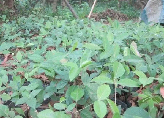 植物百科|牛大力生长在什么地方