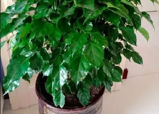种植土壤|荞麦皮可以做花土吗 荞麦皮和土掺到一起养花