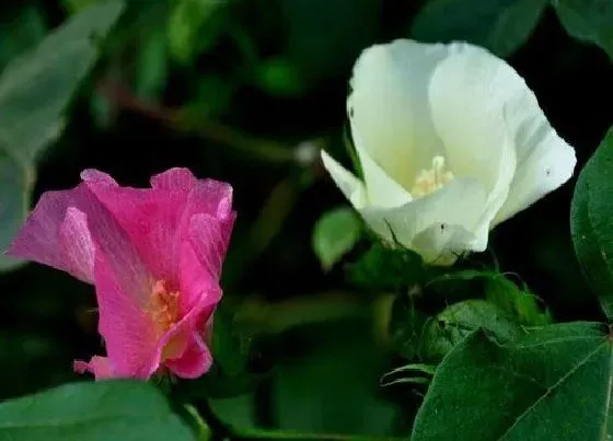 植物百科|棉花有几种颜色 棉花的花有什么颜色