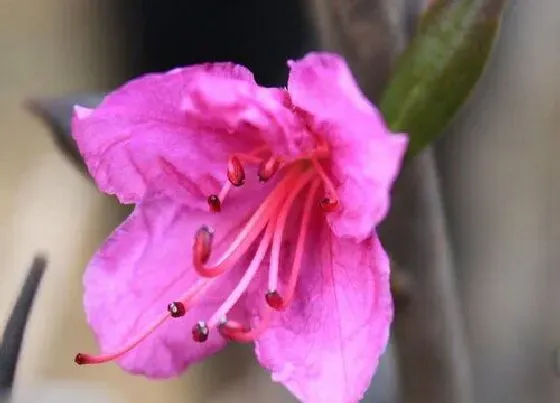 植物修剪|金达莱花什么时候剪枝合适