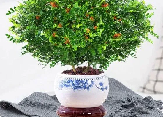 开花时间|胡椒木什么时候开花 几月份开花
