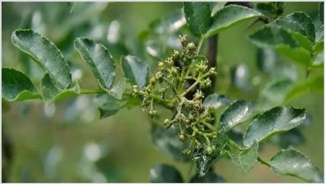 花椒该怎么防治蚜虫 | 种植技术