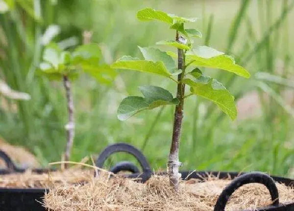 养殖方法|无花果水培好还是土培好