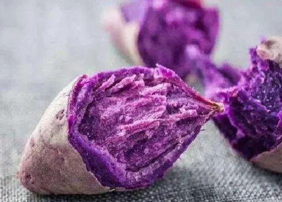 果实科普|紫薯一年四季都有吗 哪个季节吃最好