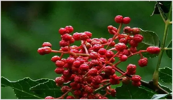 花椒树在多雨水的地方能种植吗？花椒树该怎么浇水？ | 养殖技术