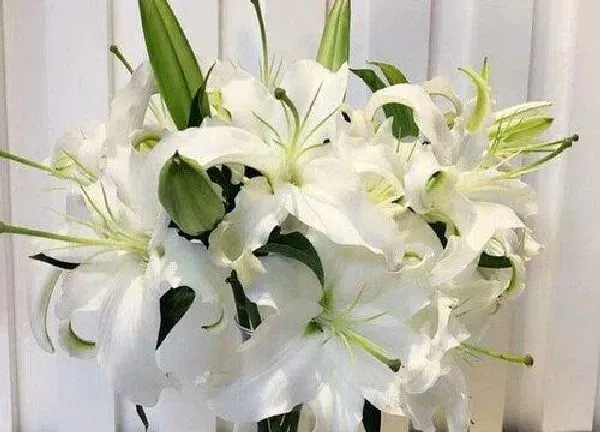 养殖科普|12月种什么花合适（十二月份适合栽种什么植物盆栽）