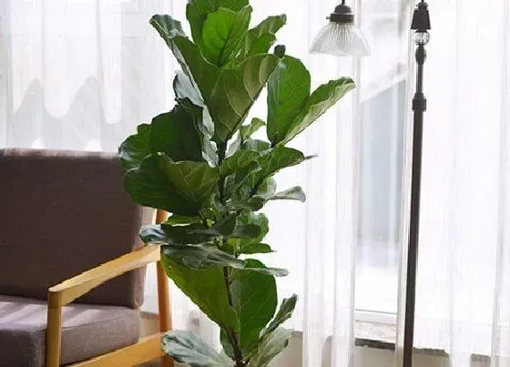冬天植物|琴叶榕耐寒吗