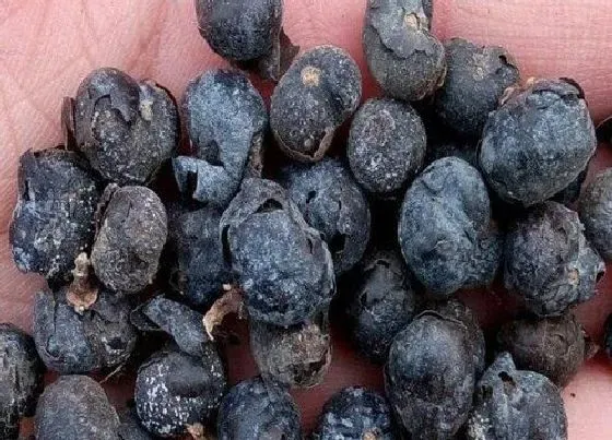 种植育种|棕榈树种子什么时候种植最好
