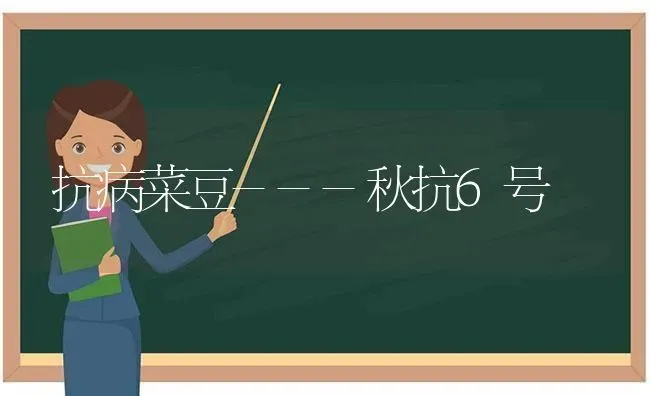 抗病菜豆---秋抗6号 | 蔬菜种植
