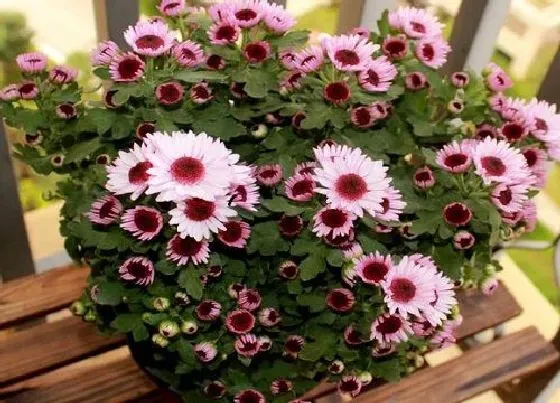 叶子发黄|菊花叶子发黄怎么办