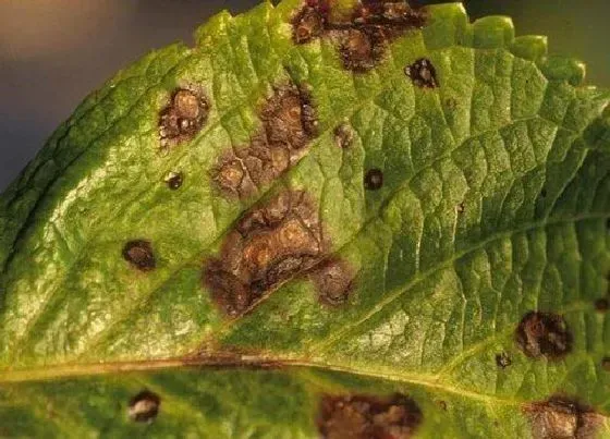 植物虫害|绣球花病虫害防治技术与方法措施