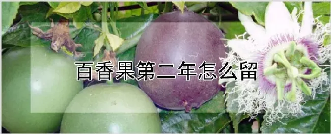 百香果第二年怎么留 | 农业科普