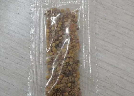 种植育种|倒挂金钟种子什么时候种植最好