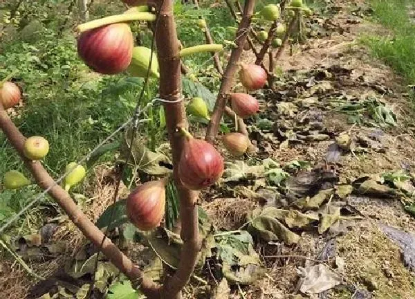 植物移栽|无花果秋天能移栽吗 移栽方法与注意事项