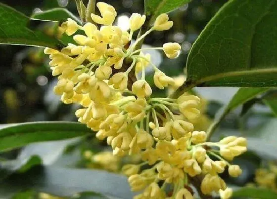 生长环境|桂花生长环境条件及特点