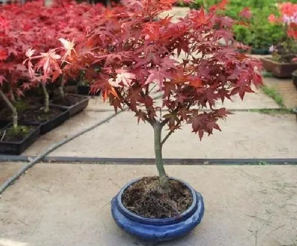 植物移栽|红枫树用深盆还是浅盆好 适合用多深的盆养殖