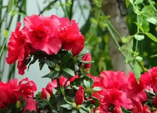 养殖方法|石榴怎么养才长得好