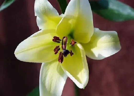 习性特点|百合植物长什么样子