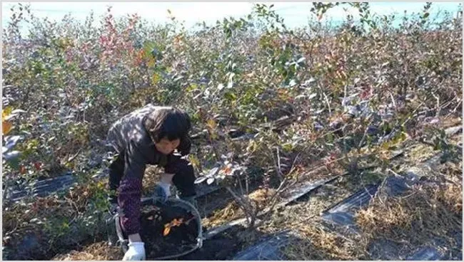 蓝莓施肥技术 | 农业科普