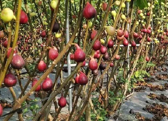 植物百科|无花果树能长多大