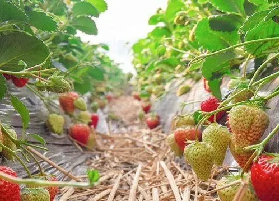 冬天植物|草莓耐寒吗（草莓耐寒最低温度及过冬方法）