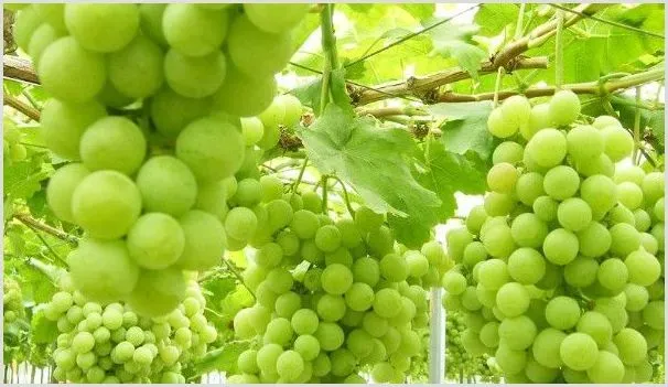 葡萄果粒长不大怎么办 | 耕种资料