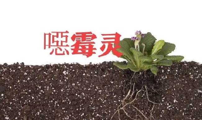 植物病害|青枯病和根腐病的区别（预防根腐病和青枯病用什么药）