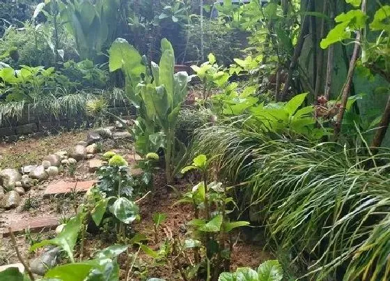 植物百科|沿阶草和麦冬草的图解区别（沿阶草和麦冬草是一样的吗）