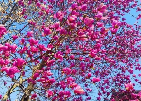 开花时间|红玉兰一年开几次花