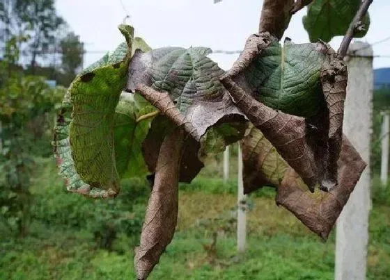 植物病害|榆树炭疽病发病原因及用药治疗