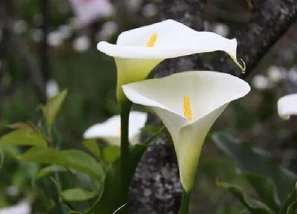 养殖科普|马蹄莲开花后怎么处理
