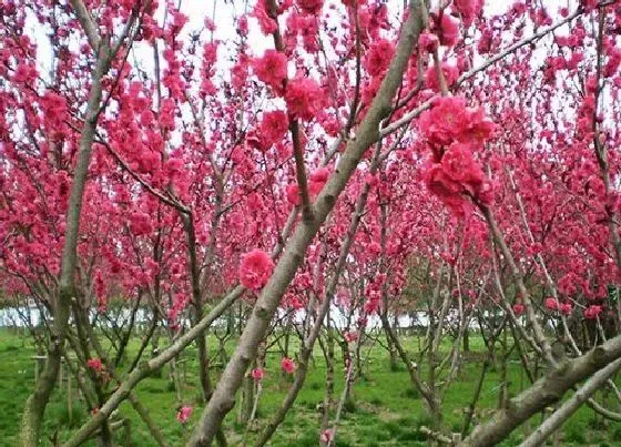 开花时间|梅花多久开花一次