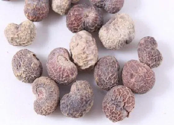 种植育种|棕榈树种子什么时候种植最好