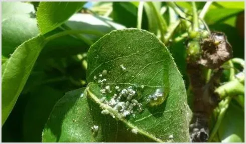 梨木虱危害及防治 | 种植技术