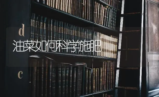 油菜如何科学施肥 | 粮油作物种植