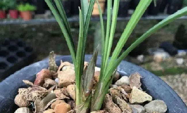 养殖方法|春兰什么时候剪掉花苞（春兰开完花要不要剪去花剑）
