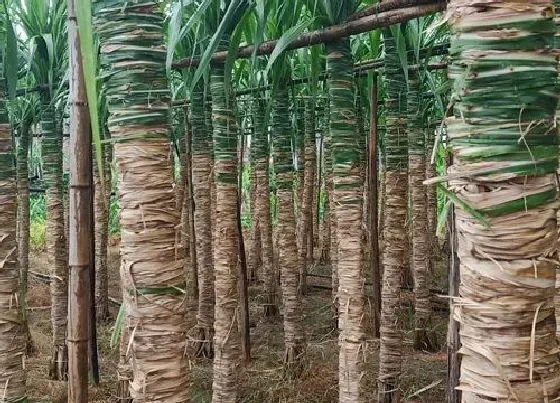 植物百科|甘蔗有种子吗