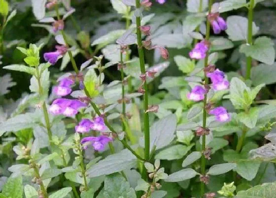 颜色花|半枝花是什么颜色的